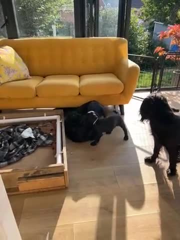 Cocker Spaniel dogs for sale: Ready to leave now - Video 1