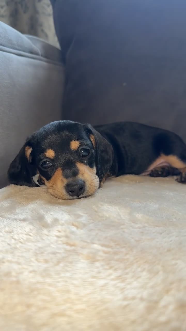 Miniature Dachshund dogs for sale: Two girl miniature daschunds - Video 1