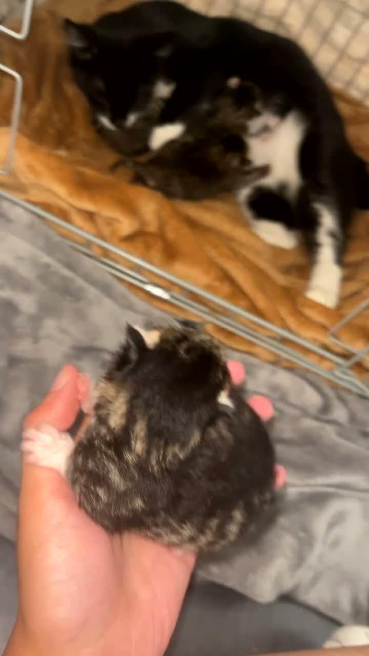 Mixed Breed cats for sale: 4 tabby kittens  in Leeds - Video 1