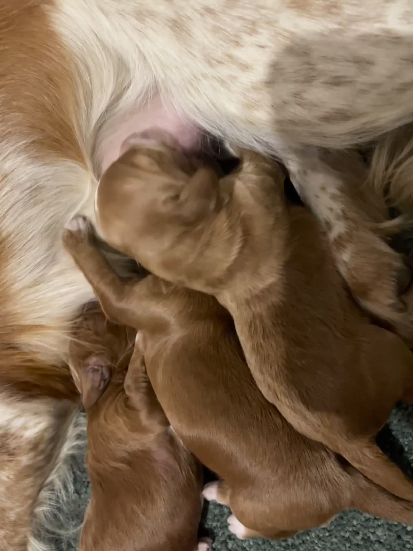 Cockapoo dogs for sale: 🌸Extensively health tested F1 Cockapoo’s🌸 - Video 1
