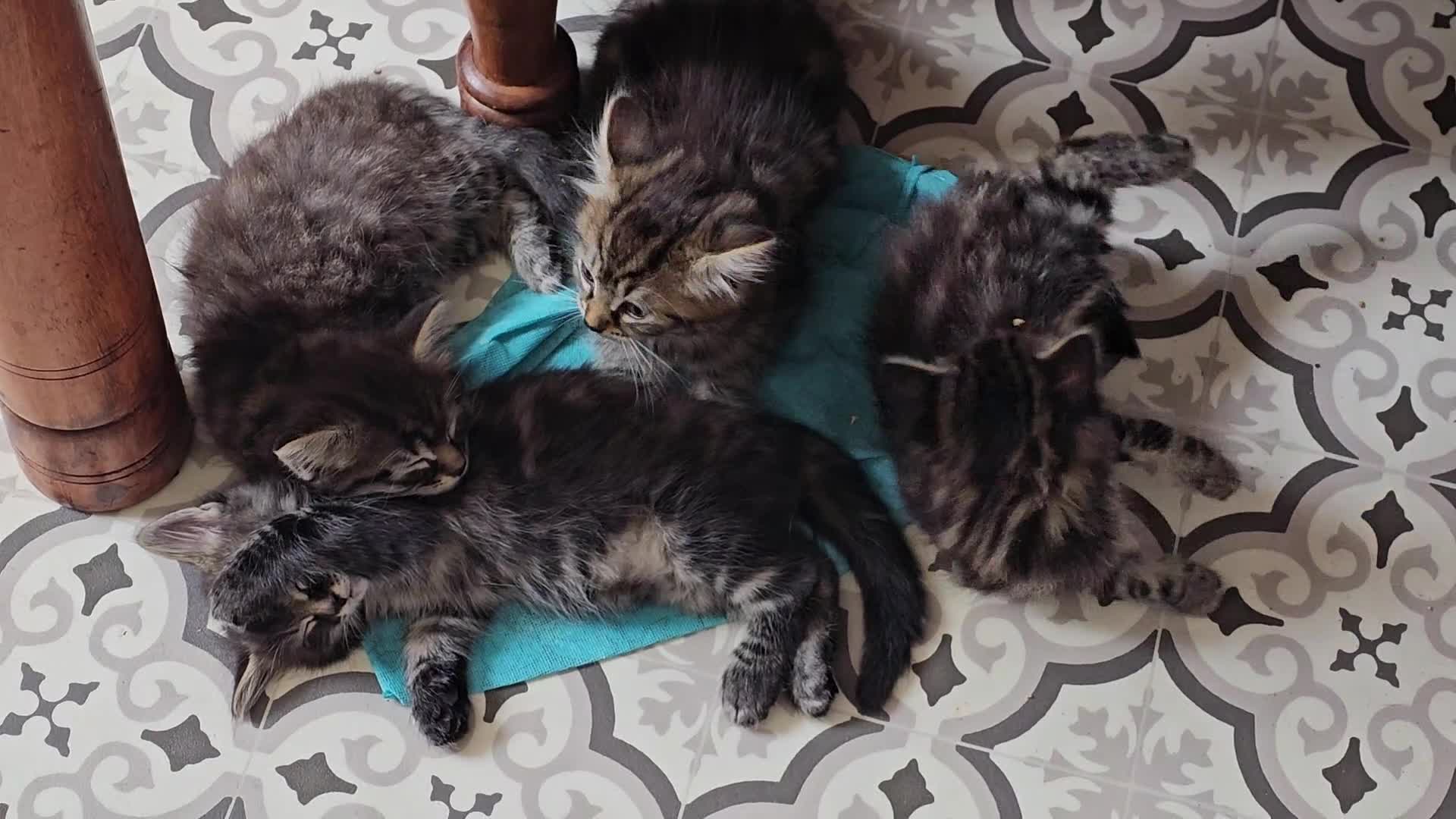 Mixed Breed cats for sale: Maine coon cross tabby - stunning fluffy kittens.. in Bridge of Weir - Video 3