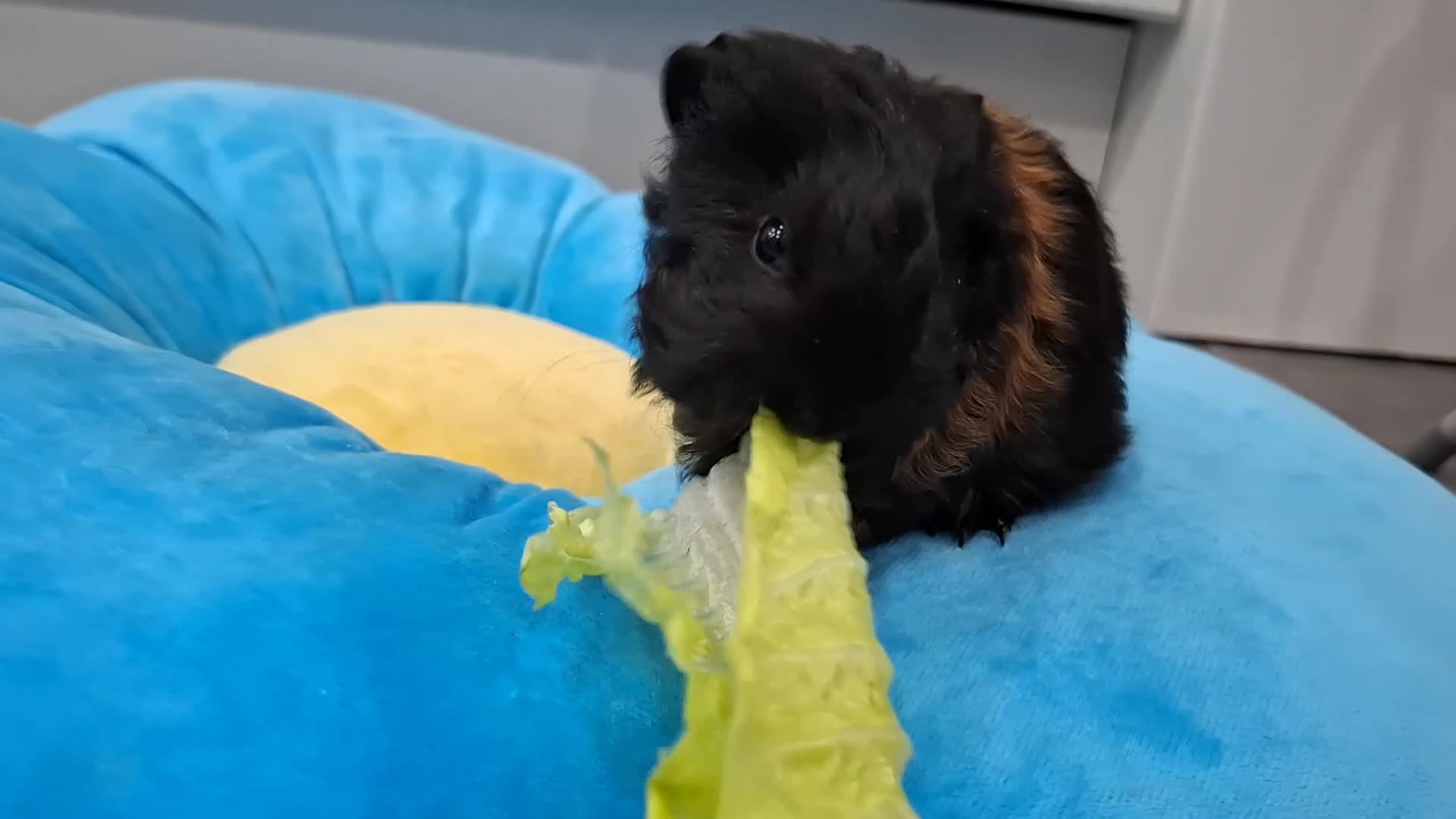 Guinea Pig rodents for sale: Marvelous males - Video 1