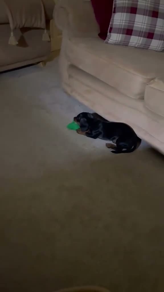 Miniature Dachshund dogs for sale: 💥REDUCED 1 girl left  - Video 1
