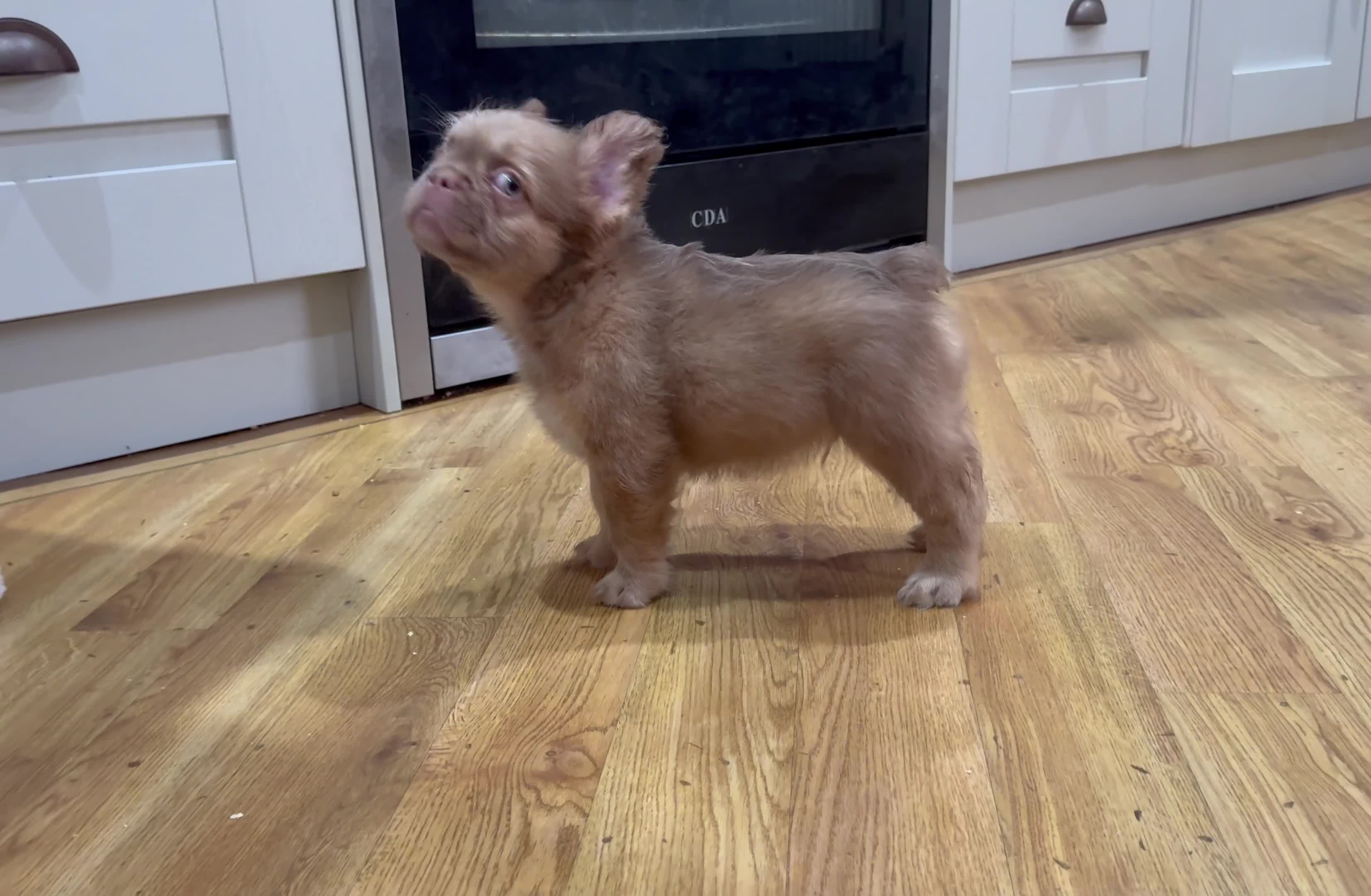 French Bulldog dogs for sale: newshade choc tan  fully fluffy male - Video 2