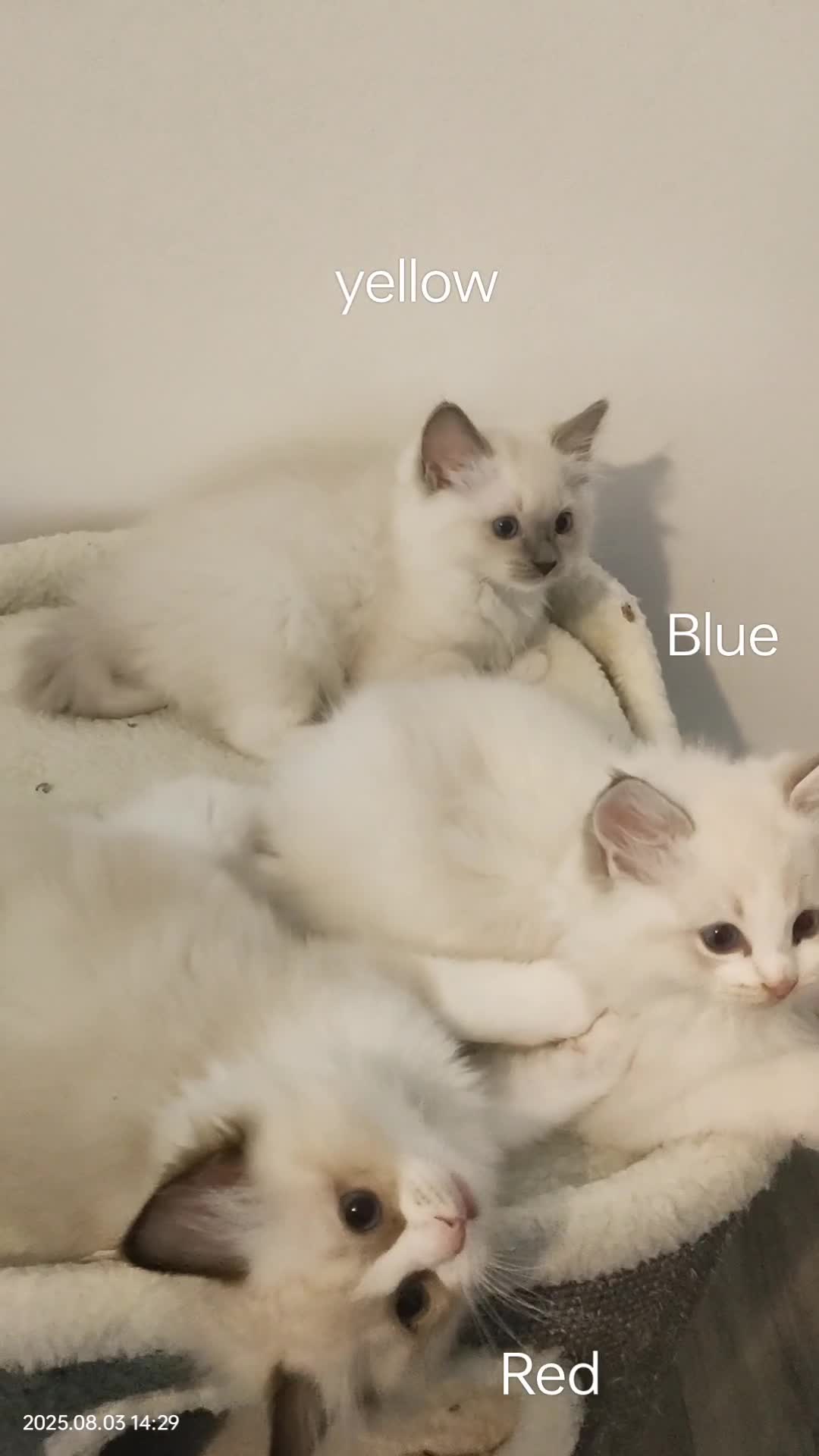 Ragdoll cats for sale: Stunning,TICA registered Ragdoll kittens - Video 3