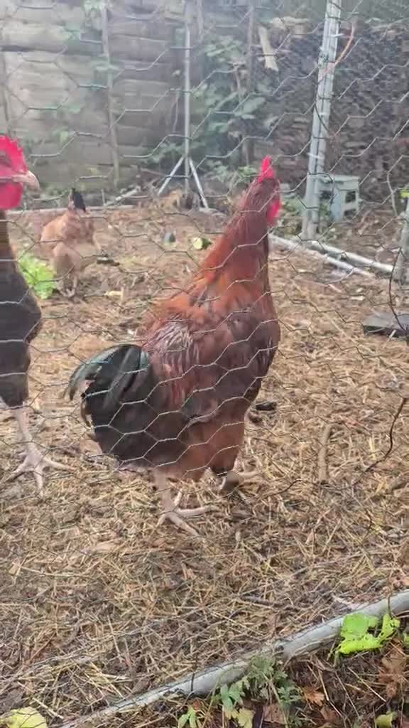 Hens poultry for sale: 4 Rousters need rehoming - Video 4