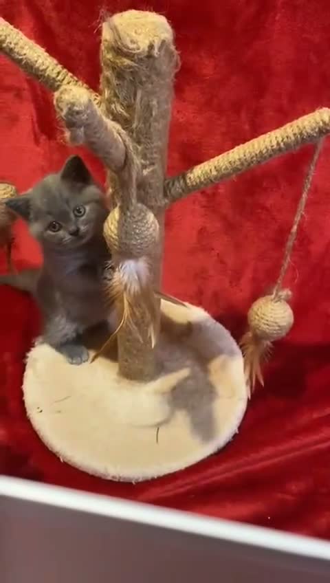 British Shorthair cats for sale: Breeding Queen pure blood British Shorthair in Cardigan - Video 1