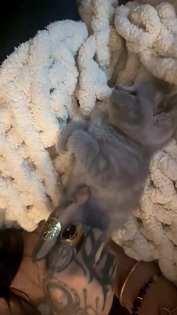 British Shorthair cats for sale: 4 beautiful babies looking for their forever home  - Video 2