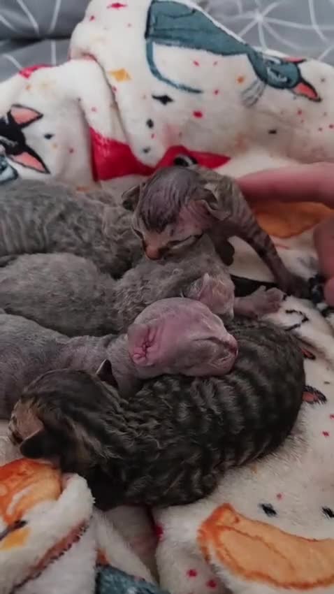 Devon Rex cats for sale: 💛 Beautiful Devon Rex Kittens 💛 - Video 1