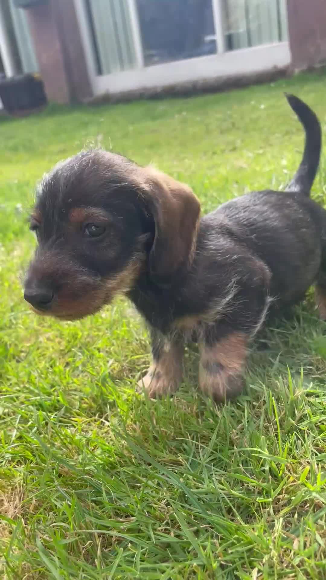 Dachshund dogs for sale: 3 beautiful boy wired haired sausages  - Video 2