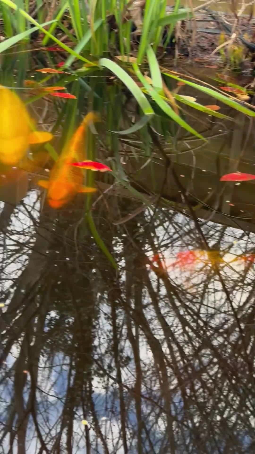 Goldfish fish for sale: Koi & Goldfish with Full Pond Setup - Video 1