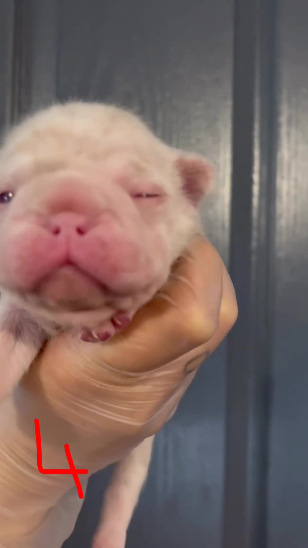 French Bulldog dogs for sale: Pink testable **s 🩷💙🍫🍪🔥 - Video 4