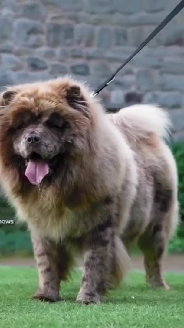 Chow Chow dogs for stud: Chocolate Split faced Merle Chow Chow Stud in Accrington - Video 1