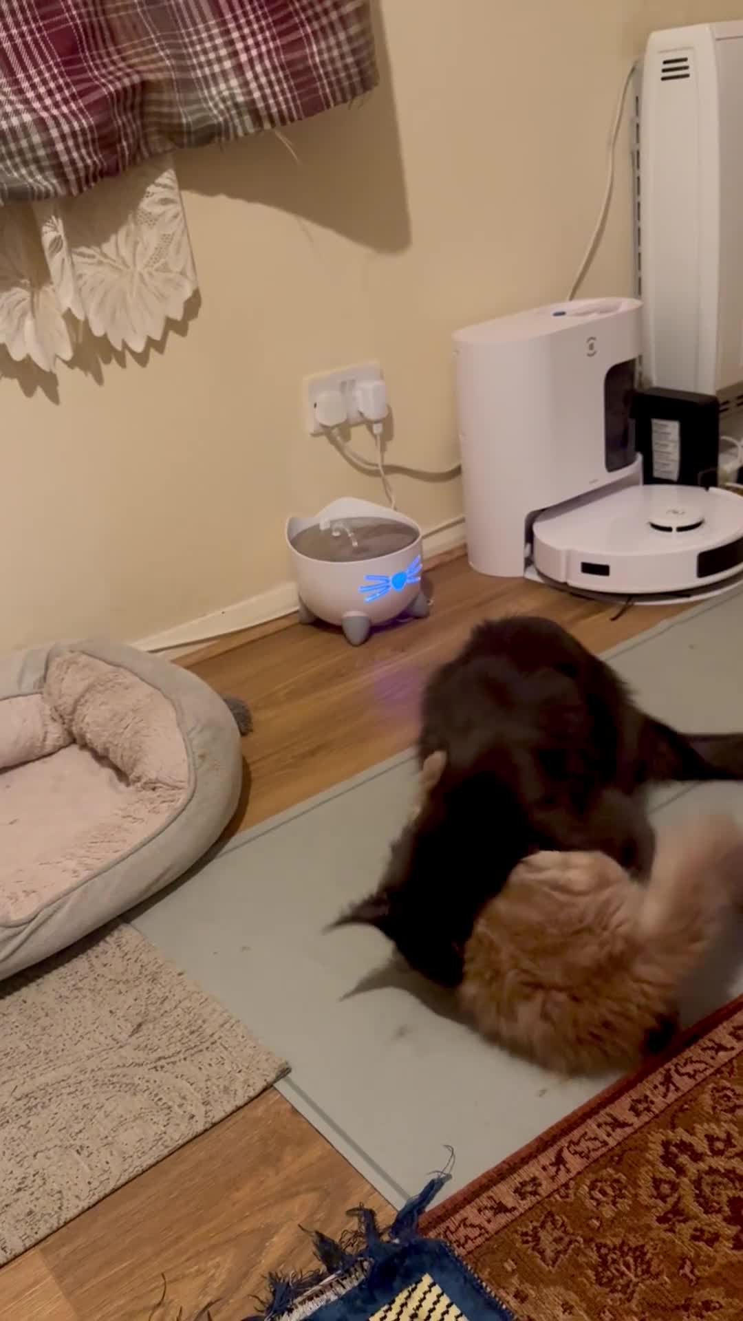 Maine Coon cats for sale: Last Ginger Boy Pure Mainecoon! - Video 5