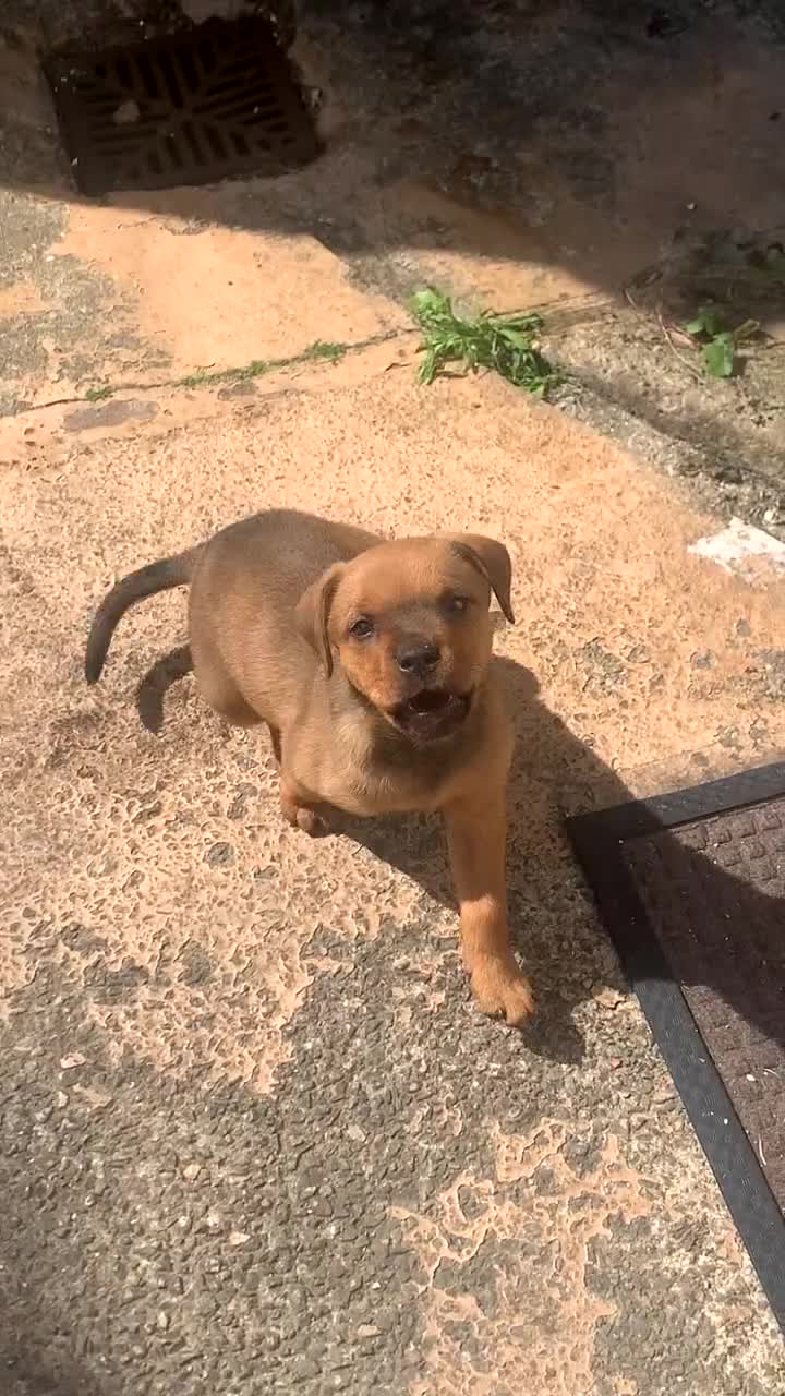 Mixed Breed dogs for sale: Rottweiler mix - Video 1
