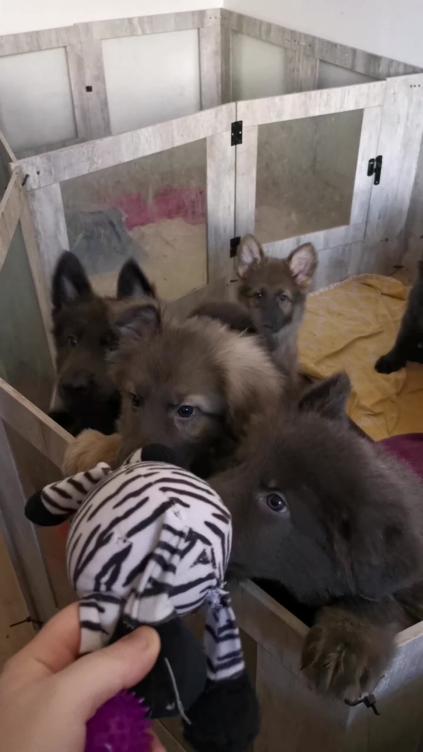 German Shepherd dogs for sale: 💙🐾 Rare Blue & Isabella German shepherd puppies  - Video 3