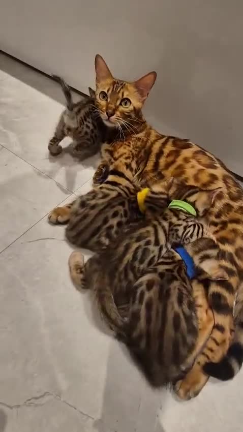 Bengal cats for sale:  🐾Four Beautiful Bengal Kittens🐾 - Video 2
