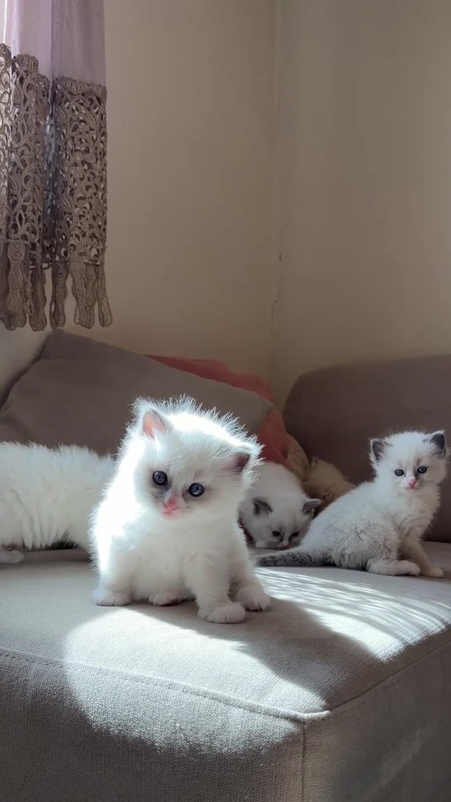 Ragdoll cats for sale: Exceptional Quality Ragdoll Kittens  - Video 1
