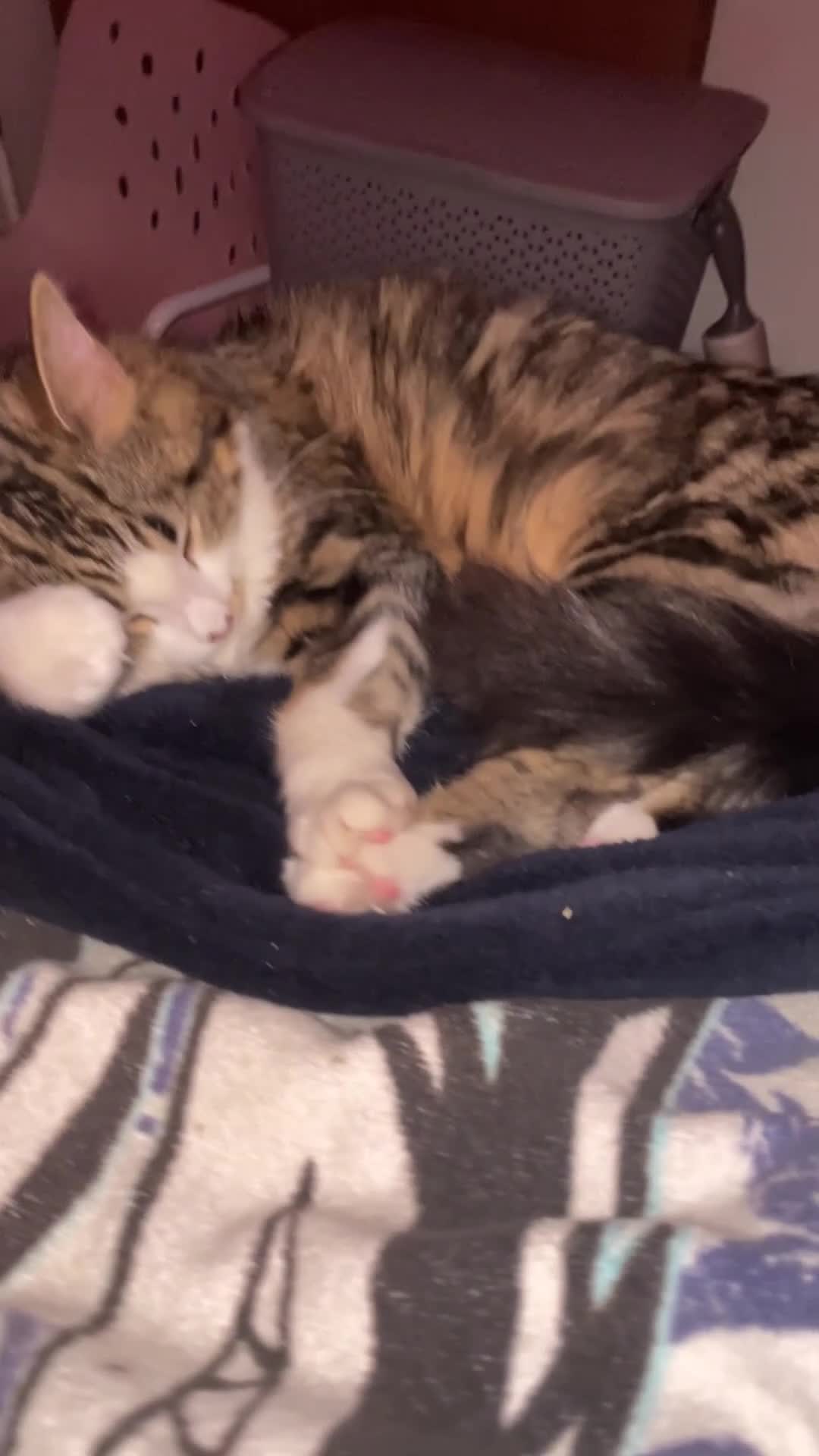 Siberian cats for sale: Michek Gorgeous Boy - Video 1