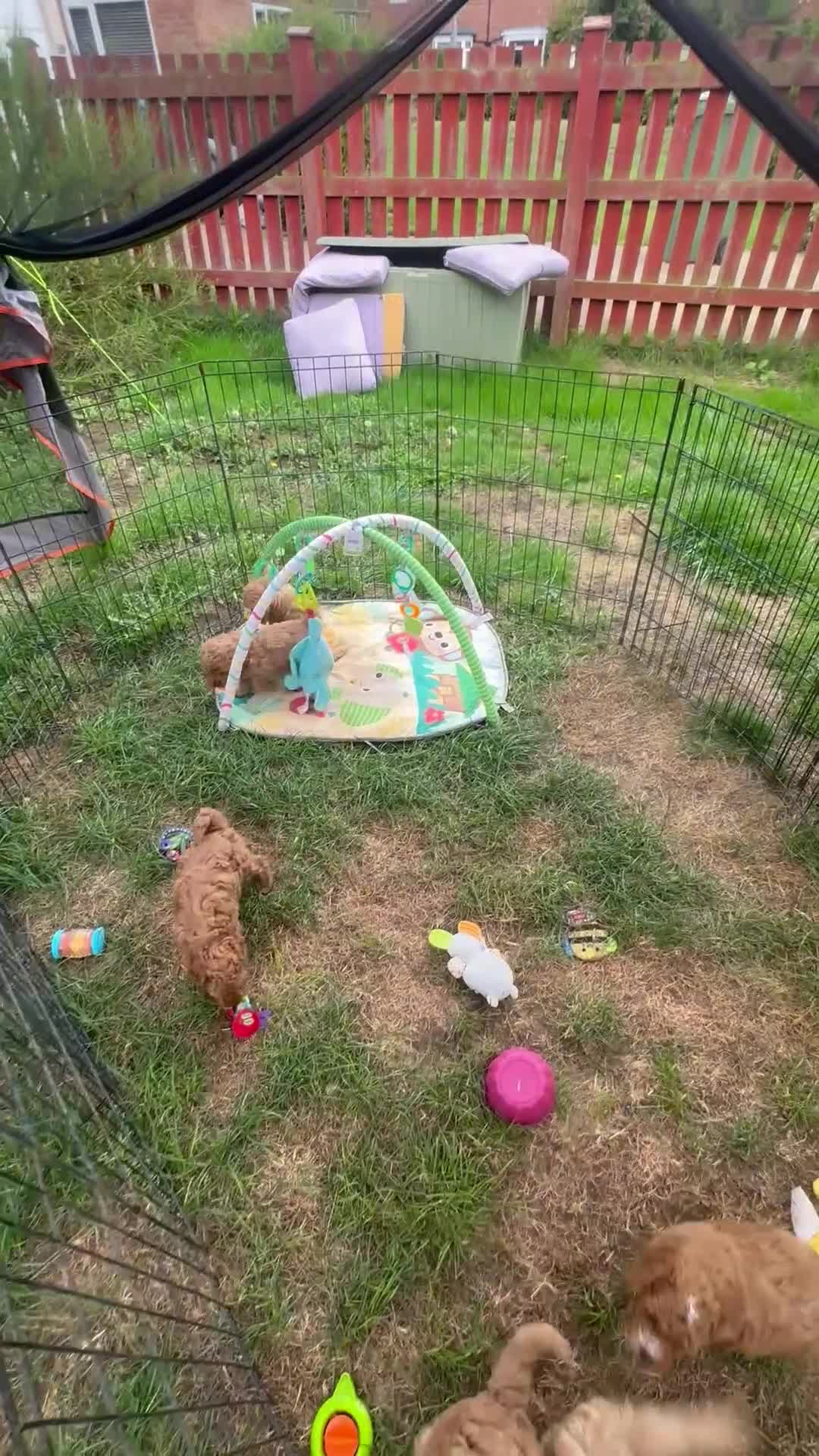 Cockapoo dogs for sale: Cockerpoo FB1 - Video 1