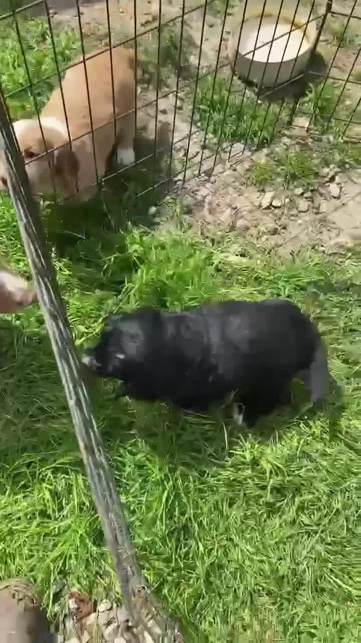 Cocker Spaniel dogs for sale: KC Cocker Spaniel Dog Pup - Video 1