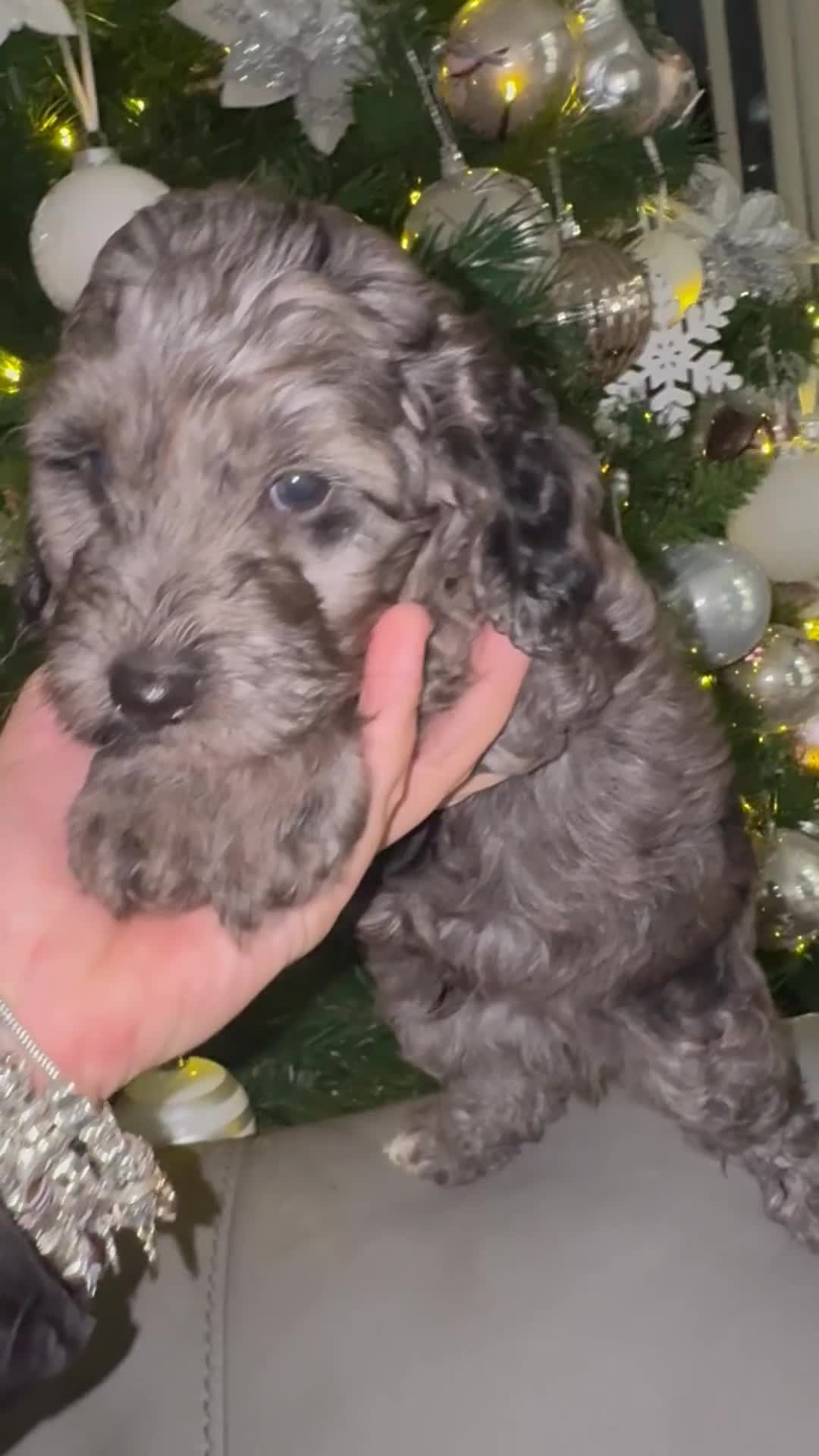 Cockapoo dogs for sale: Cockerpoo FB1 ready to leave  **  Eve  - Video 3