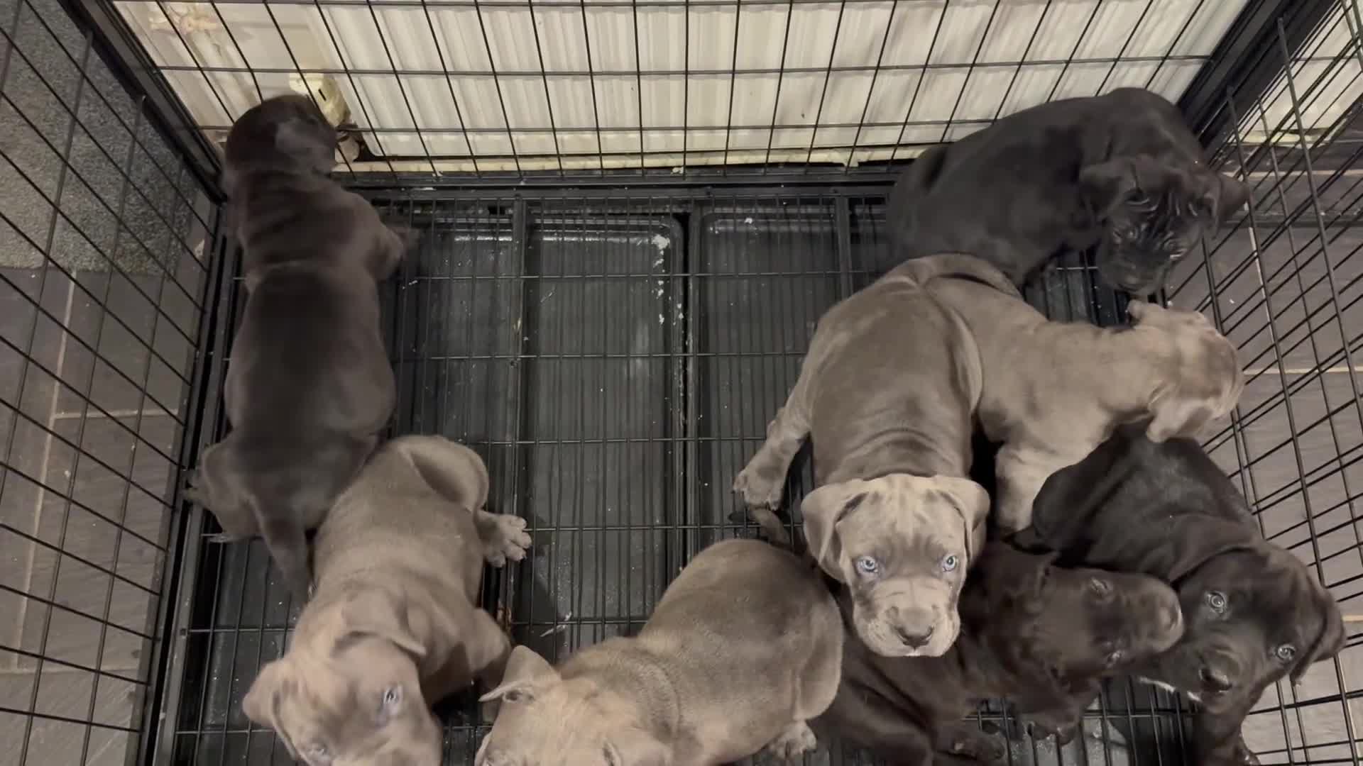 Cane Corso dogs for sale: Imp Champion Bloodline Pure Breed Cane Corso pups  - Video 1