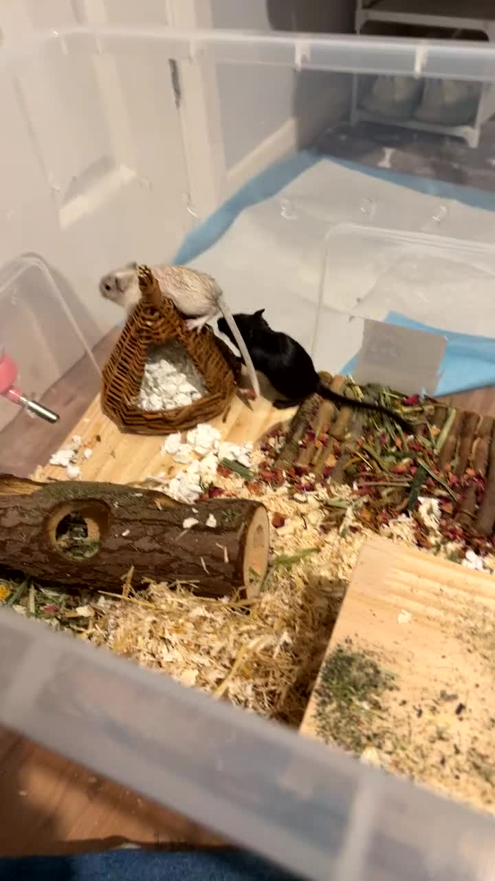 Gerbil rodents for sale: Baby Gerbil Sisters + Full Cage Setup - Video 1