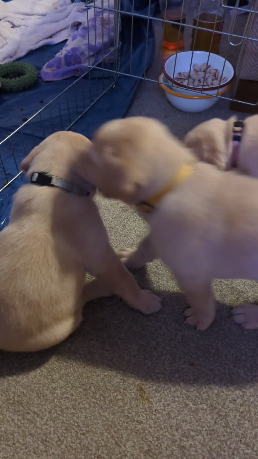 Labrador Retriever dogs for sale: Gorgeous Labrador puppies - Video 1