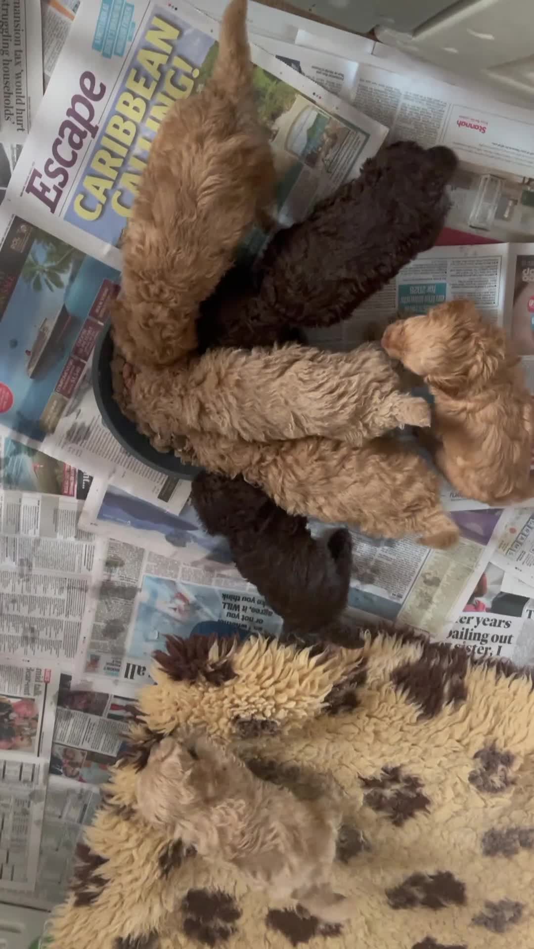 Cockapoo dogs for sale: f1b miniature dna health tested cockerpoos  - Video 1