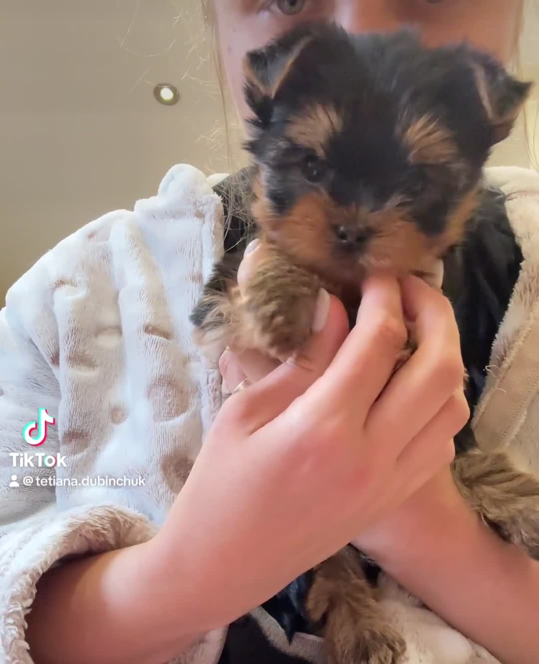 Yorkshire Terrier dogs for sale:  KC Registered Yorkshire Terrier Puppies  - Video 2