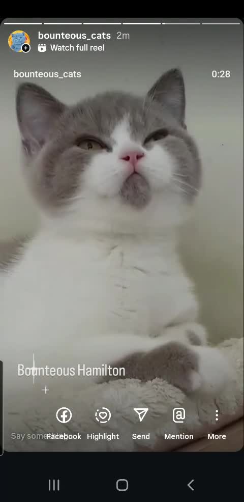 British Shorthair cats for sale: Impressive Pedigree BSH Kittens  - Video 1