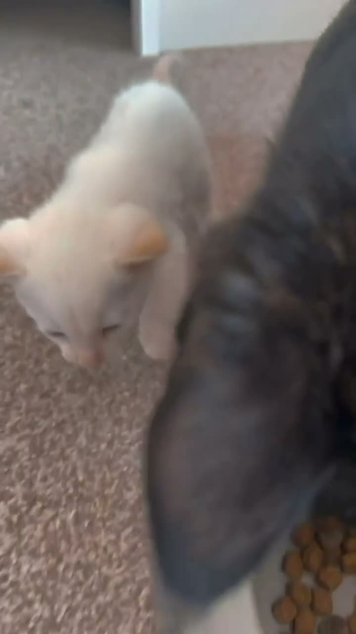 Siamese cats for sale: Siamese - Video 4
