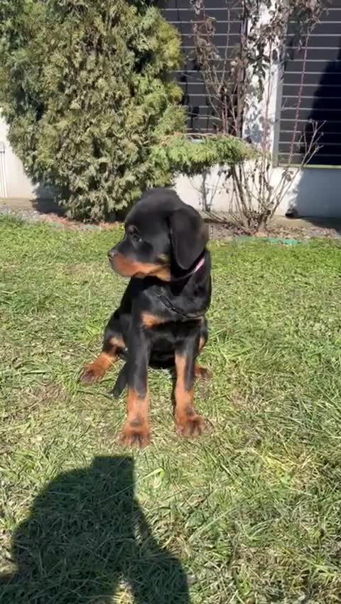 Rottweiler dogs for sale: Top German Rottweiler - Video 1
