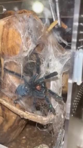 Tarantulas invertebrates for sale: Tarantula’s For Sale  - Video 1