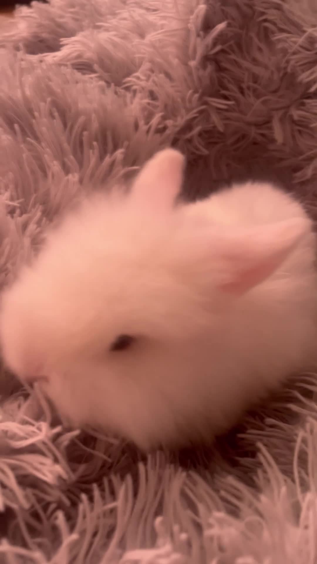 Mini Lion Lop rabbits for sale: Male lion lop - Video 1