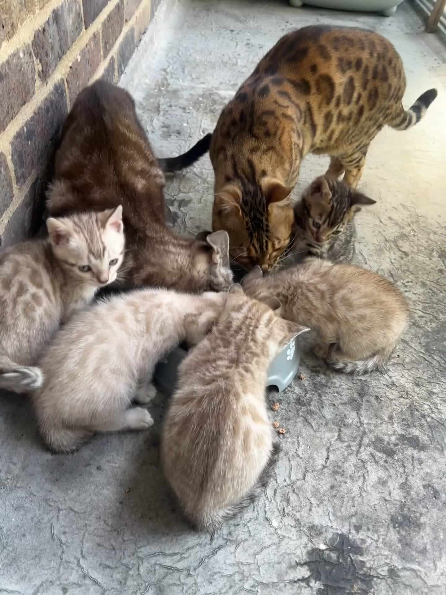 Bengal cats for sale: Bengal  in London - Video 2