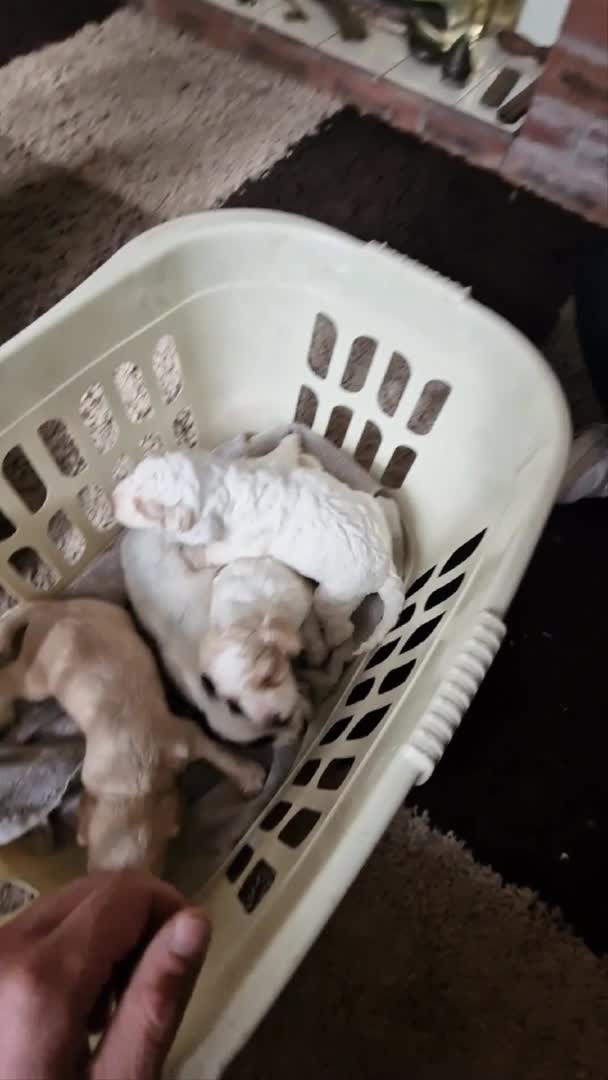 Cockapoo dogs for stud: F1 Blue Merle cockapoo **PROVEN** **CHAMPION BLOOD - Video 3