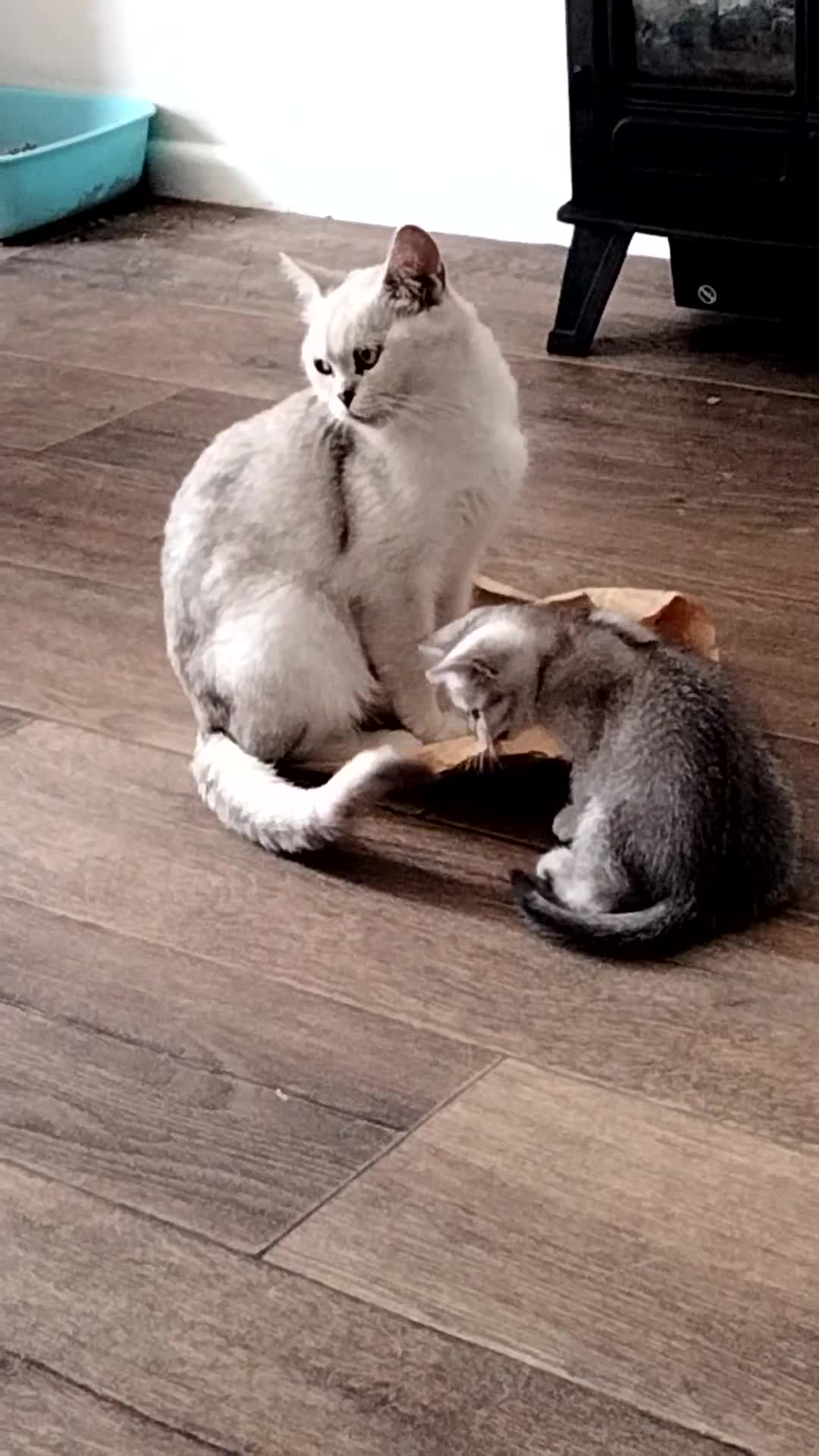 British Shorthair cats for sale: Now Ready to leave! Cute Little British Shorthair - Video 3