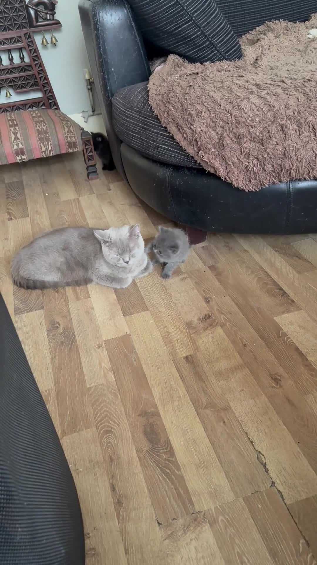 British Longhair cats for sale: Girl kitten - Video 1