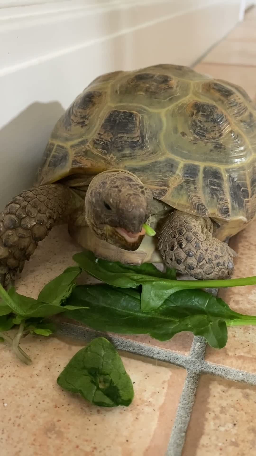 Hermann Tortoise reptiles for sale: 10 year old Herman Tortoise for sale in Billingshurst - Video 1