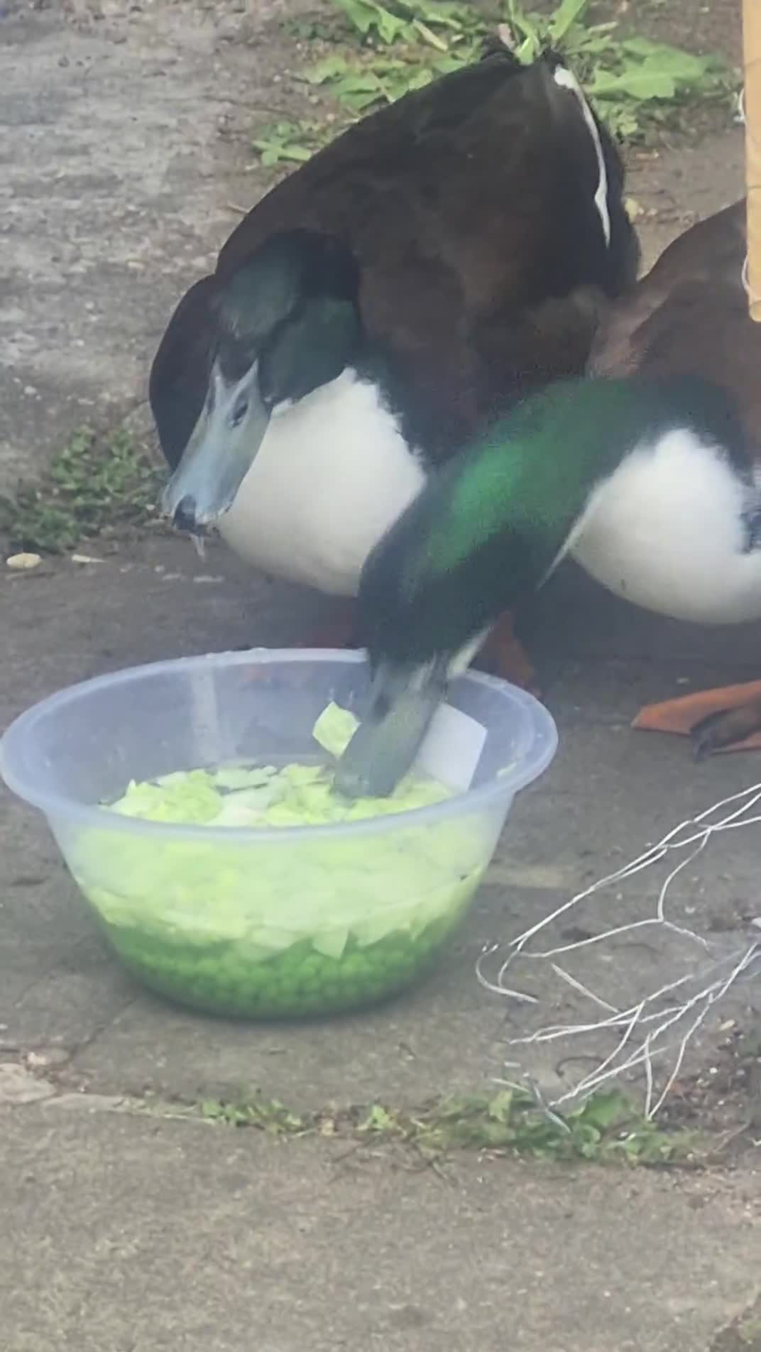 Ducks poultry for sale: 2 male ducks  - Video 1