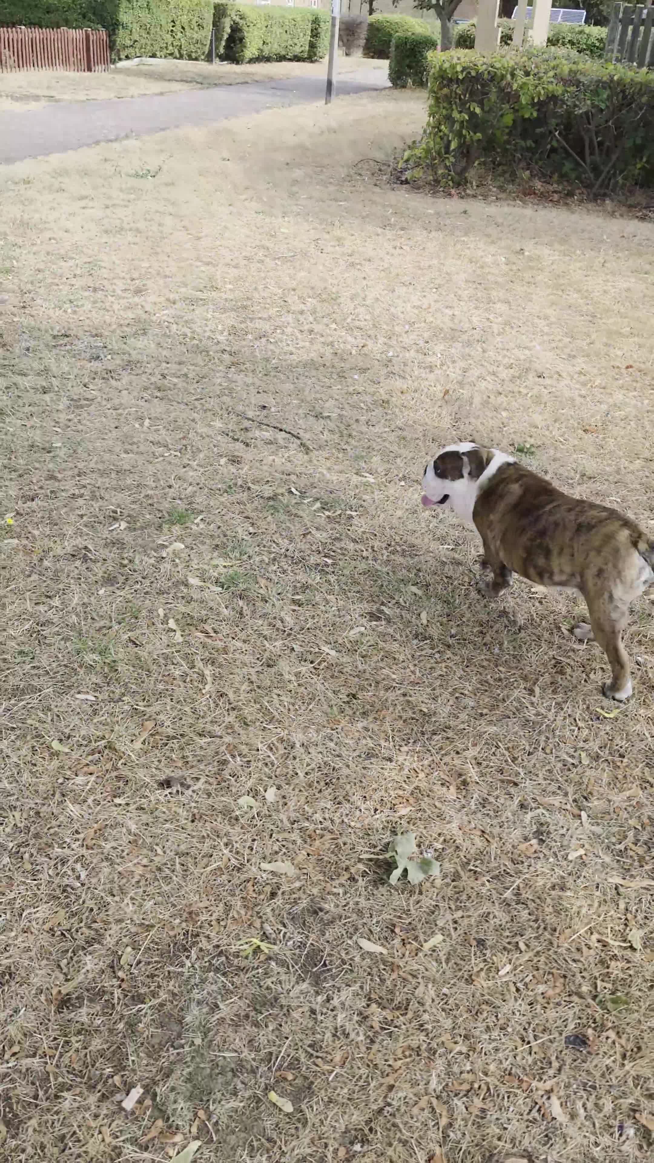 English Bulldog dogs for sale: Dennis - Video 1