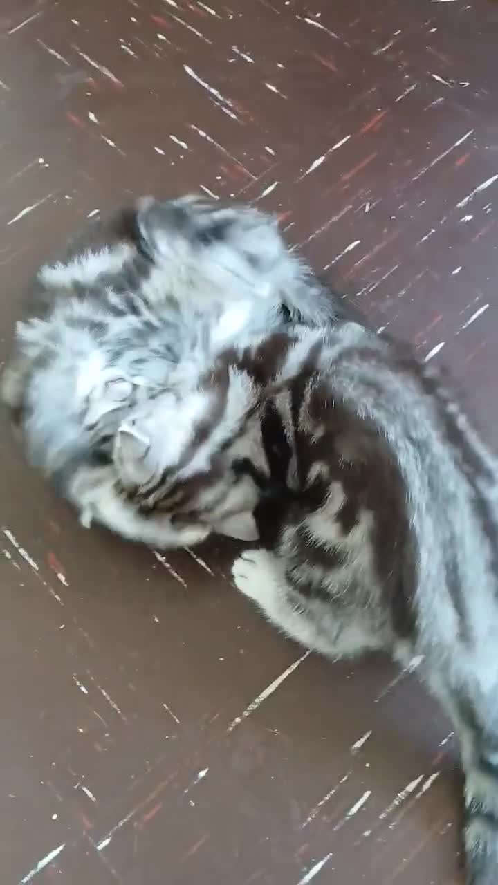 British Shorthair cats for sale: Bsh .Silver Classic Tabby .GCCF. - Video 2