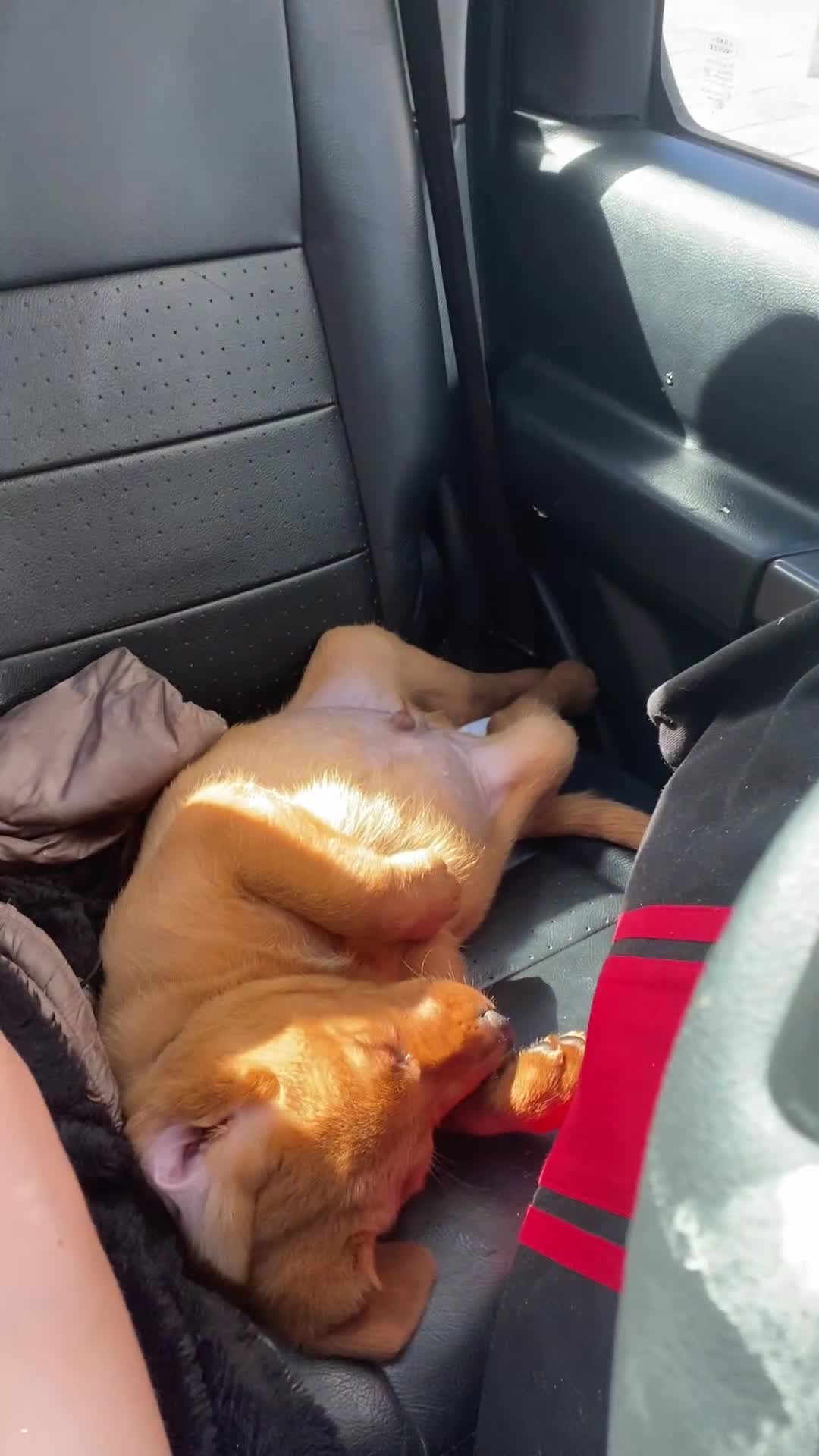 Labrador Retriever dogs for sale: Kc Labrador puppy ALLinjectionsfleawormchipinsured - Video 4