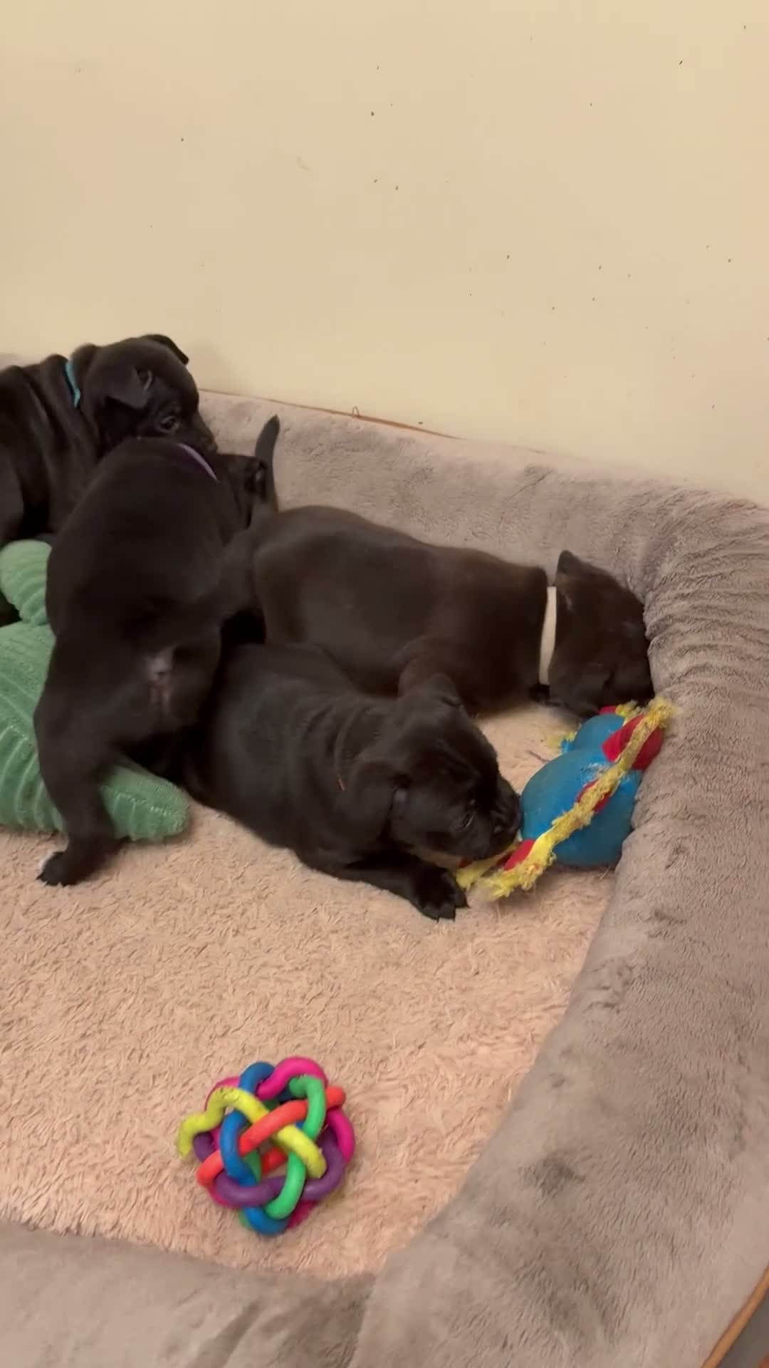 Staffordshire Bull Terrier dogs for sale: KC Reg/DNA Clear Brindle Staffordshire Puppies. - Video 3