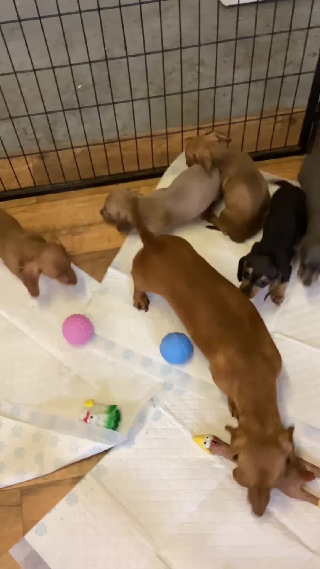 Miniature Dachshund dogs for sale: Miniature dachshund  - Video 1