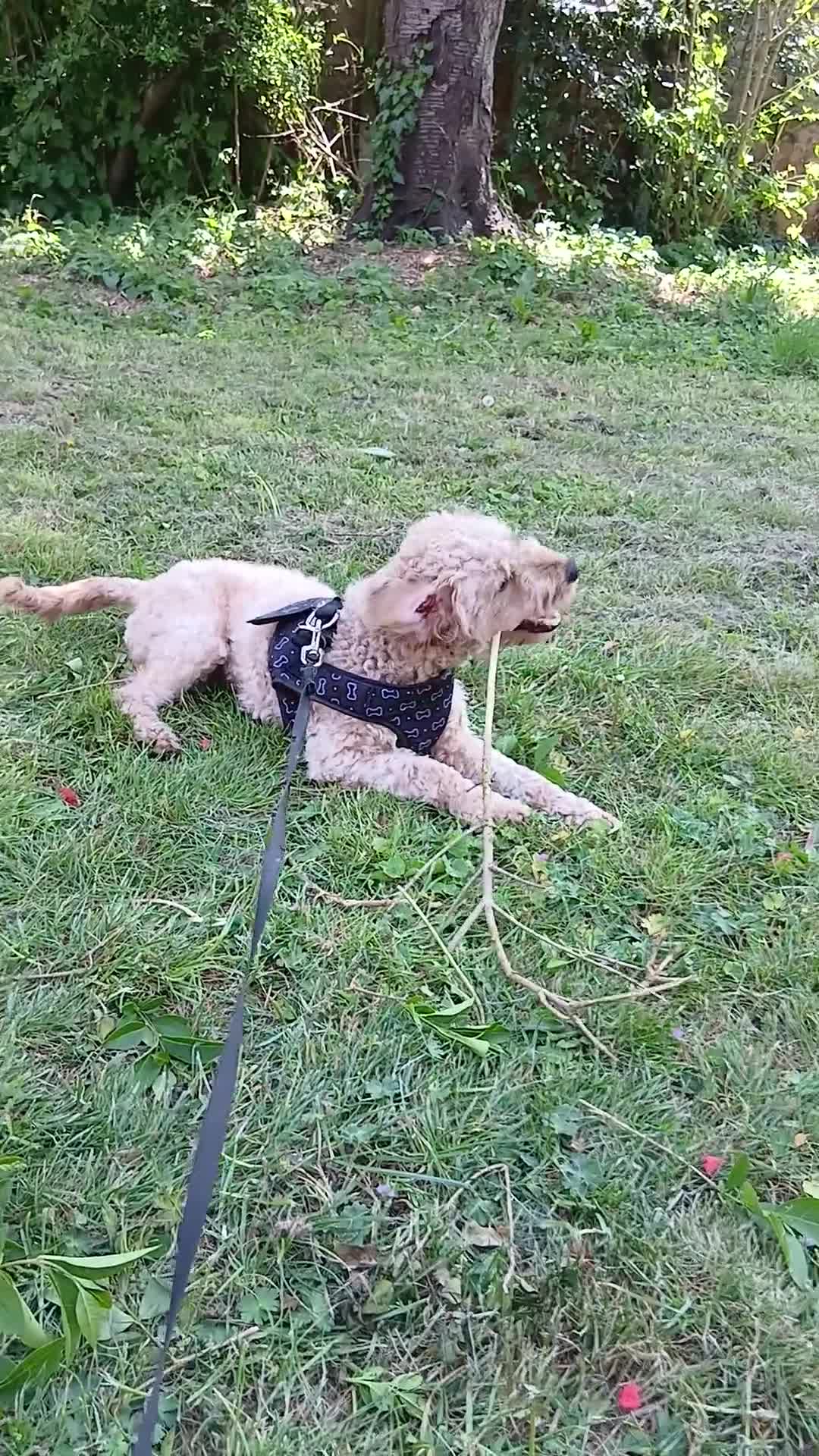 Labradoodle dogs for sale: Toffee in London - Video 2
