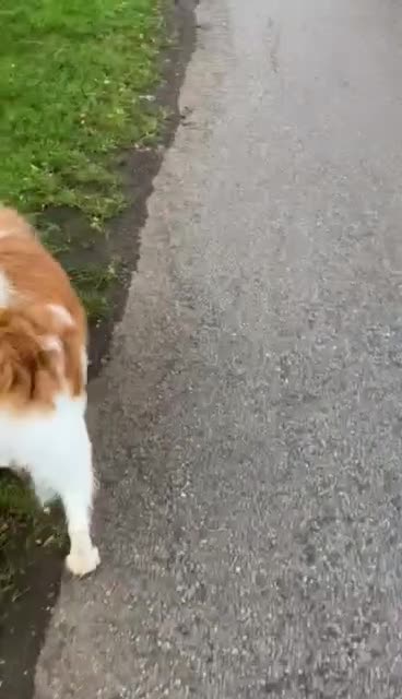 Mixed Breed dogs for adoption: Jessie ❤️ - Video 2