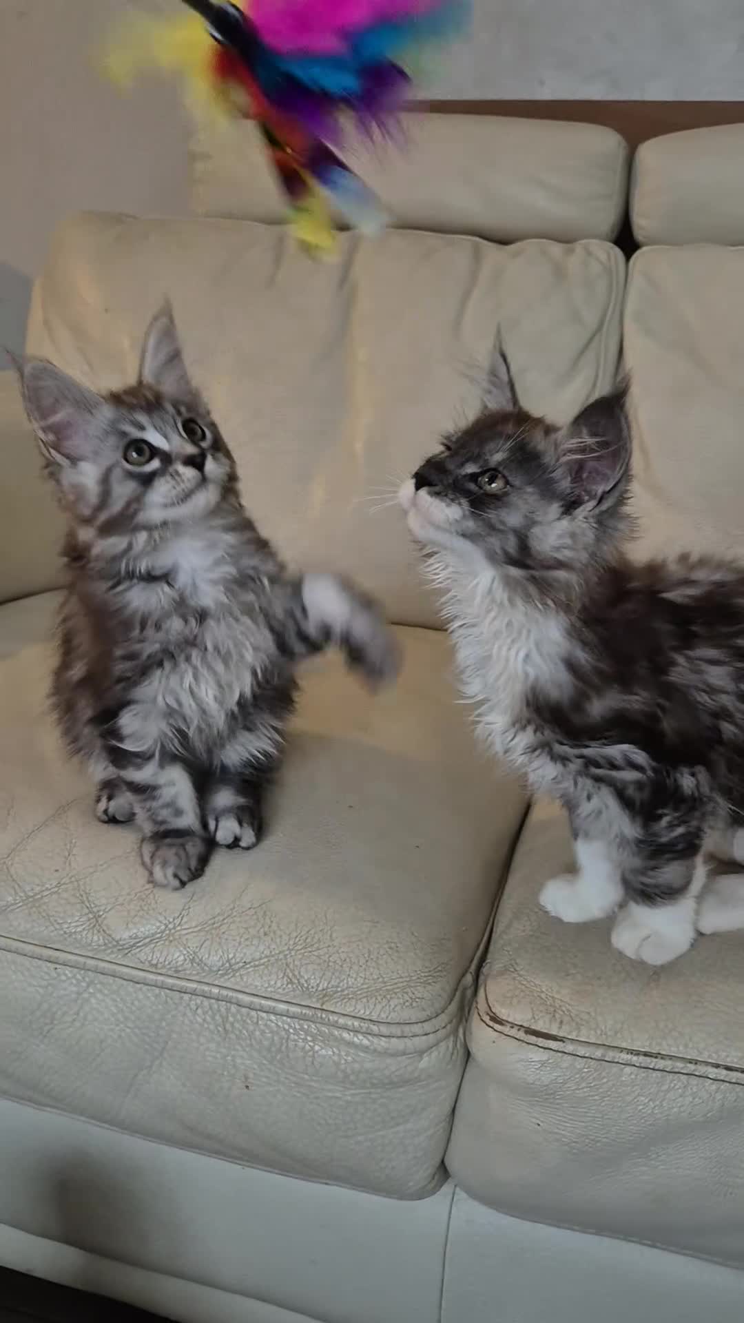 Maine Coon cats for sale: Tica registered maine coon kittens  - Video 1